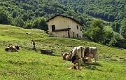 94 L'ora della mungitura ai Piani di Ceresola